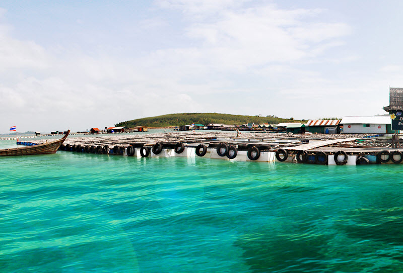 Жемчужная ферма на Пхукете (октябрь-май) 1