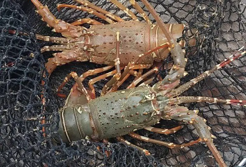 Рыбалка на лобстера на Пхукете 1