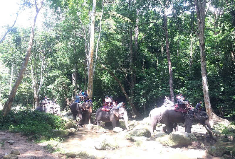 Cафари тур на Самуи 3