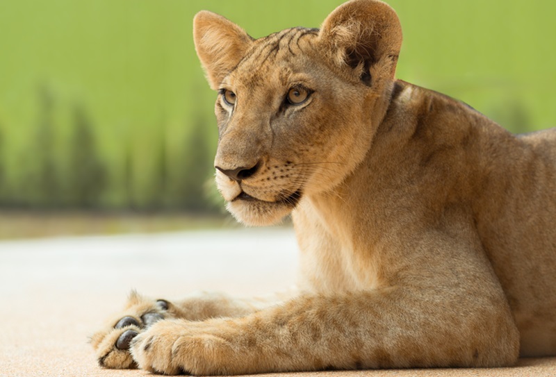 Парк львов Lion Land на Пхукете