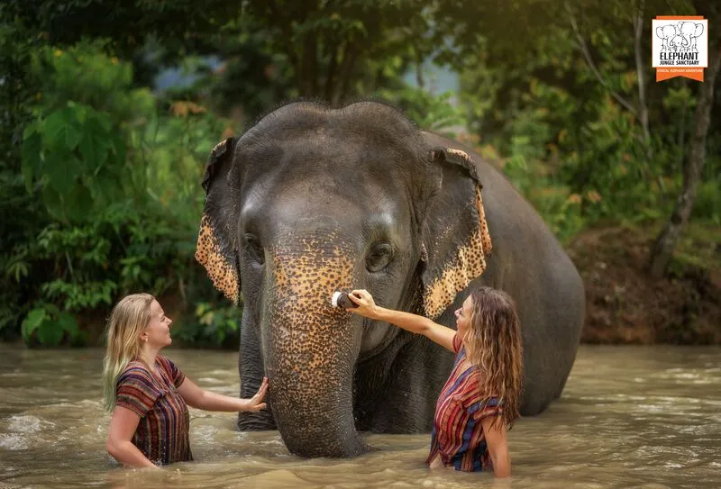 Экскурсии в заповедник слонов «Elephant Jungle Sanctuary» на Пхукете