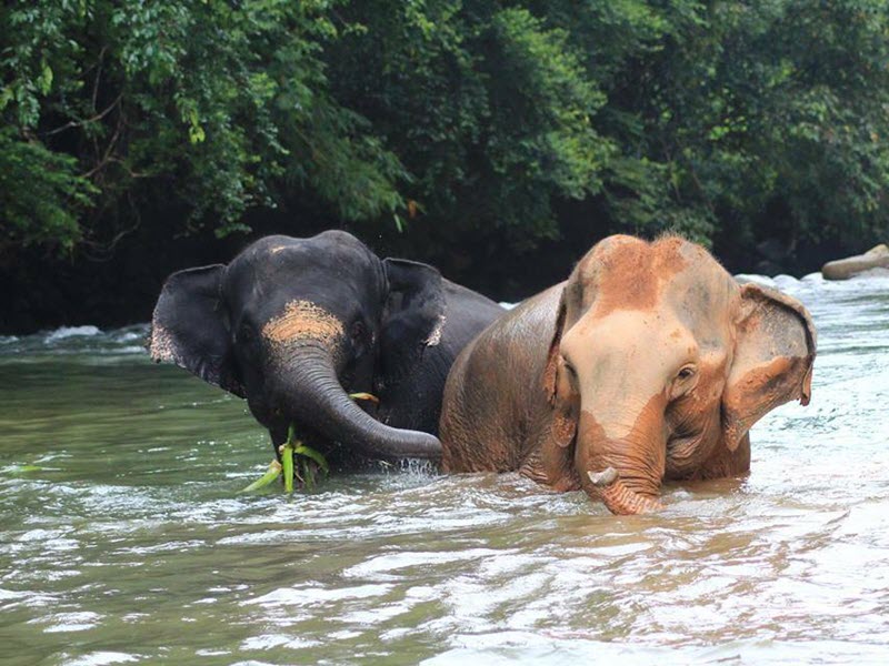 10 вещей, которые нужно сделать на Пхукете. Купание со слонами.