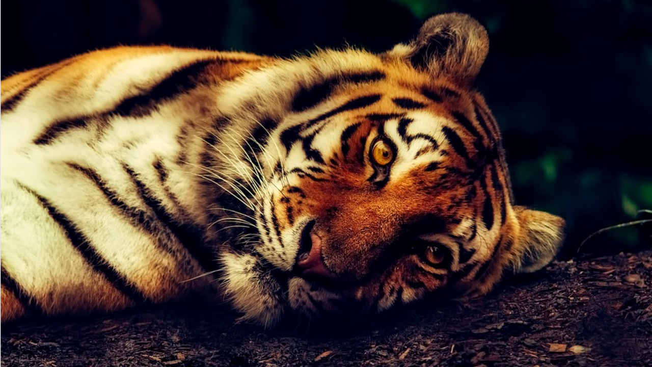 Королевство Тигров