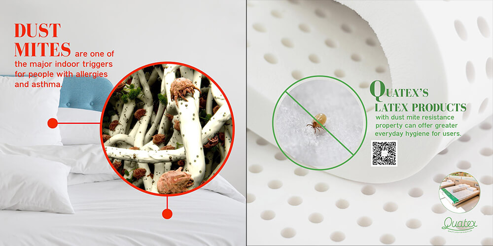 Латекс на Пхукете – Пылевые клещи и бактерии